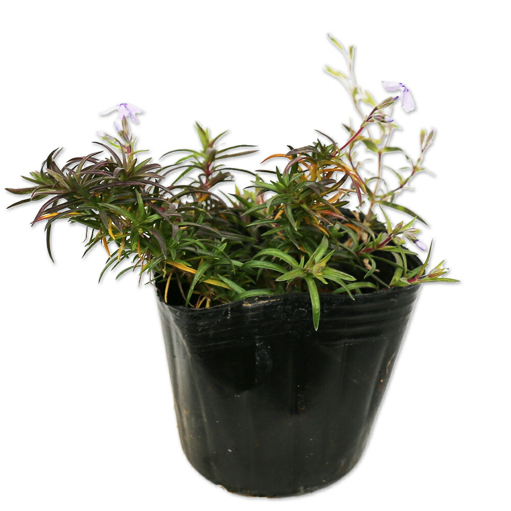 楽天市場】サクラ ウワミズザクラ 2m 露地 苗木 : トオヤマグリーン