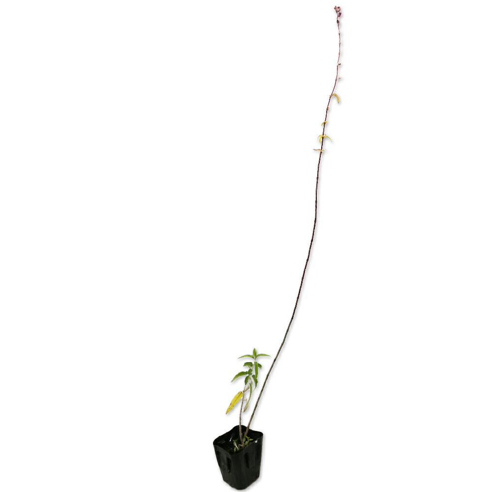 サラ様◆グリーンアメジストご確認用 専用ページです サラ様◇グリーンアメジストご確認用 専用ページです