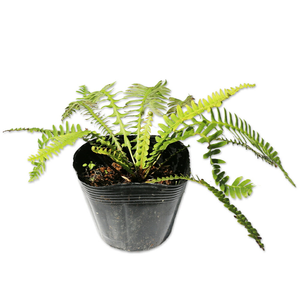 楽天市場】オニヤブソテツ 10.5cmポット 苗 : トオヤマグリーン