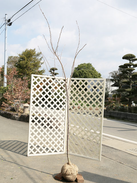 サクラ 河津桜 2m 露地 2本 苗木｜トオヤマグリーン