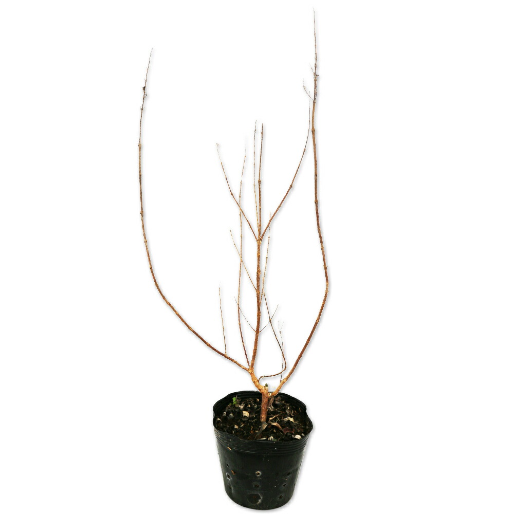 楽天市場】【現品】チャイナニンジンボク（細葉中国人参木）青花