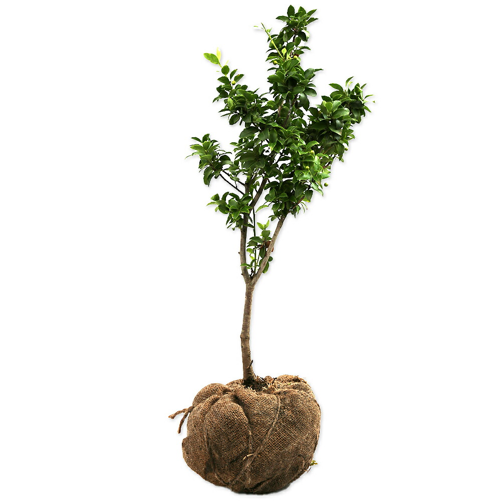 楽天市場】庭木・植木・シンボルツリー：クロソヨゴ（くろそよご）*黒