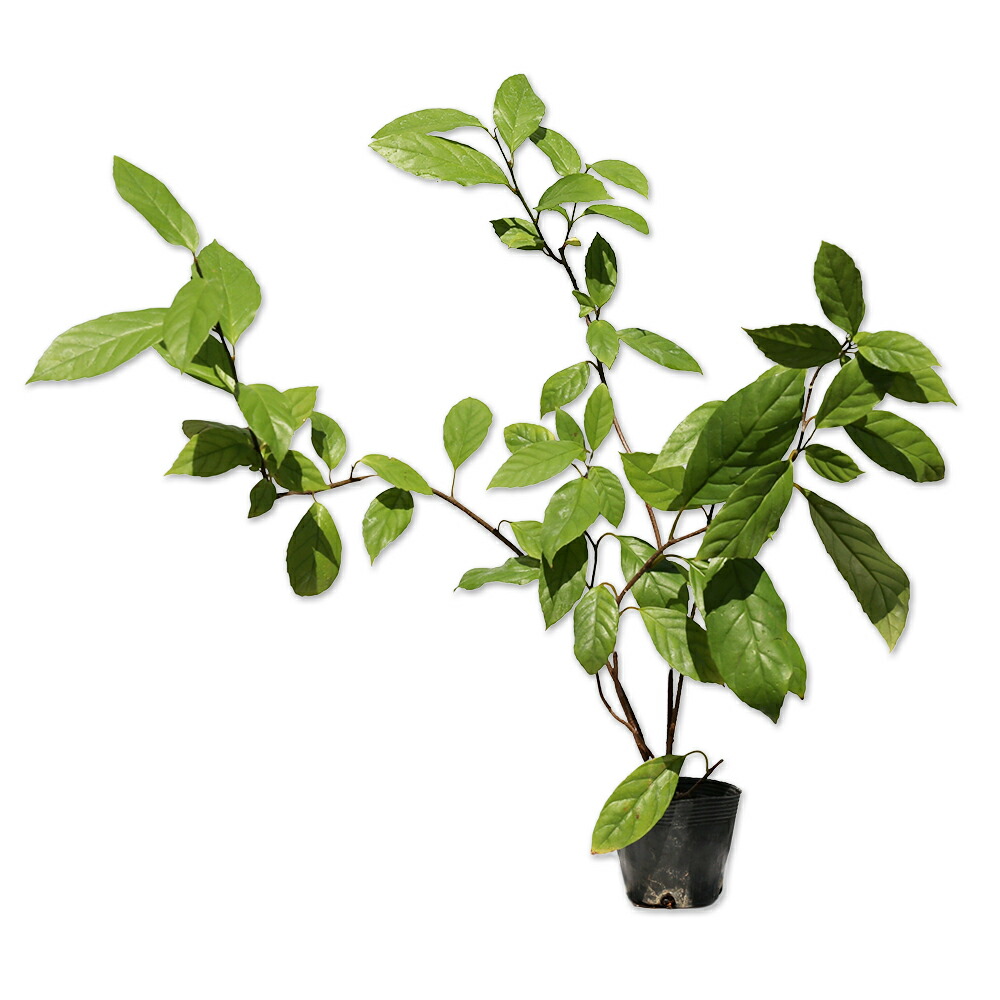 楽天市場】コウヨウザン 0.3m 10.5cmポット 苗 : トオヤマグリーン