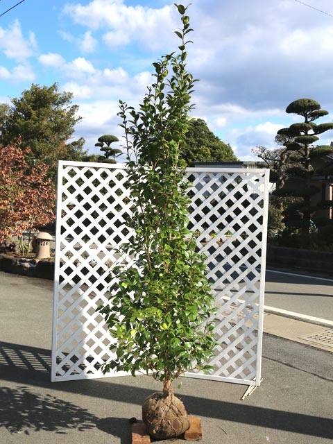 楽天市場】ツバキ ヤブツバキ 2.3m 露地 苗木 : トオヤマグリーン