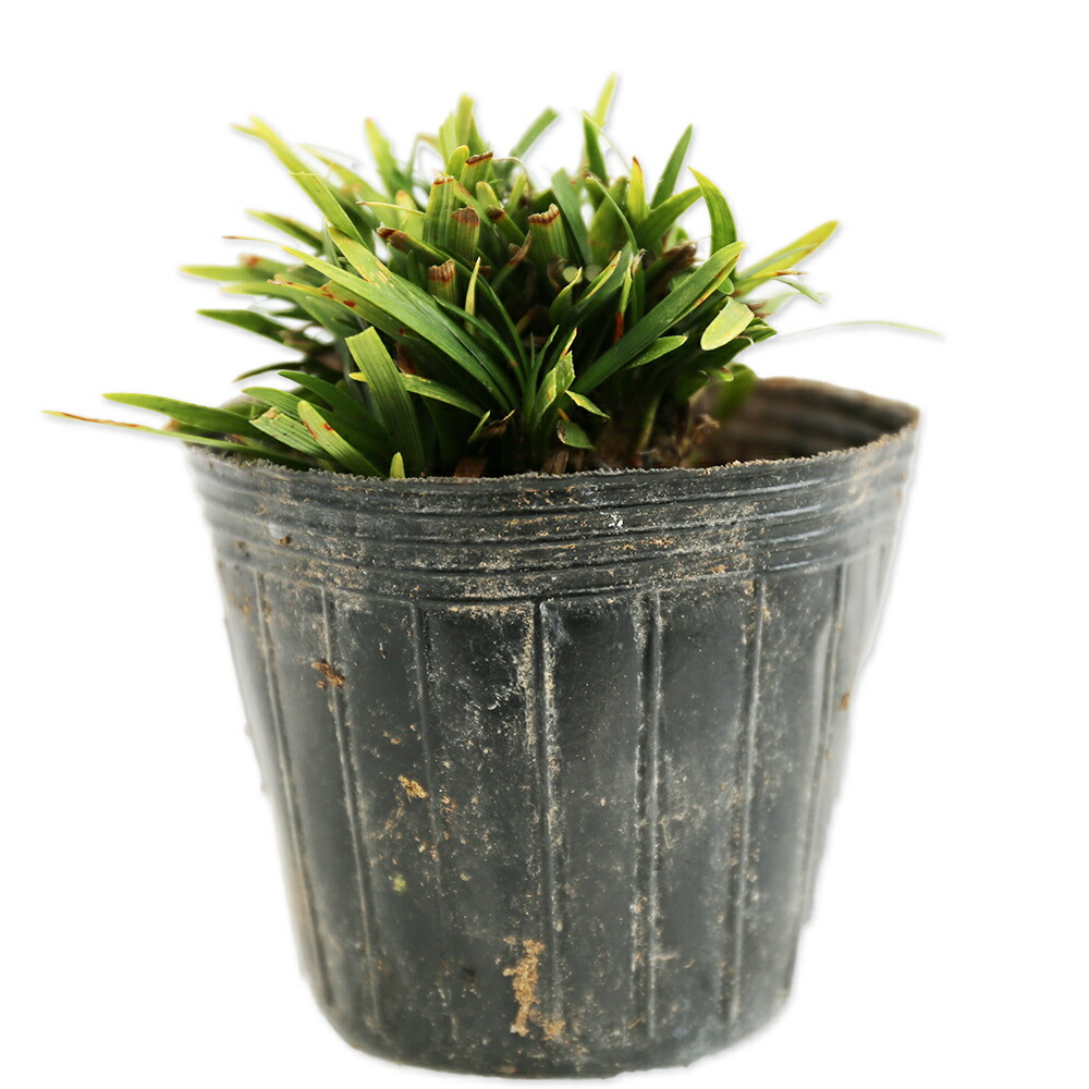 楽天市場】多肉植物 yukセンペルビウム 紅夕月 6cmポット : フラワー