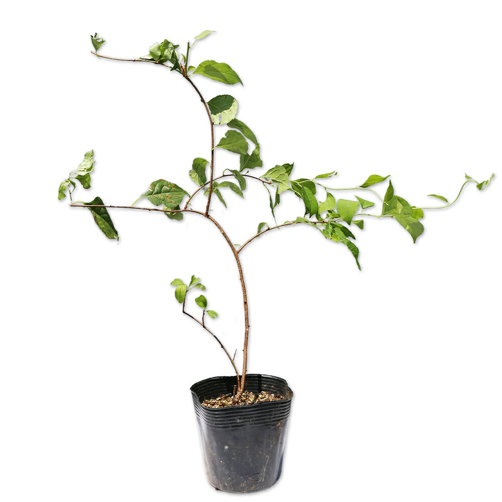 ツルウメモドキ苗 403002_1.jpg