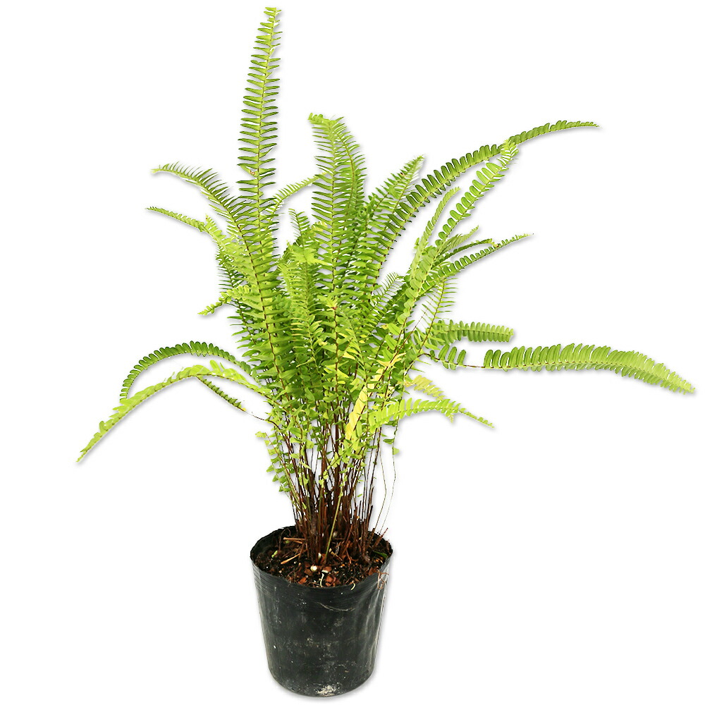 楽天市場】シダ タマシダ 3.5号 : 千草園芸