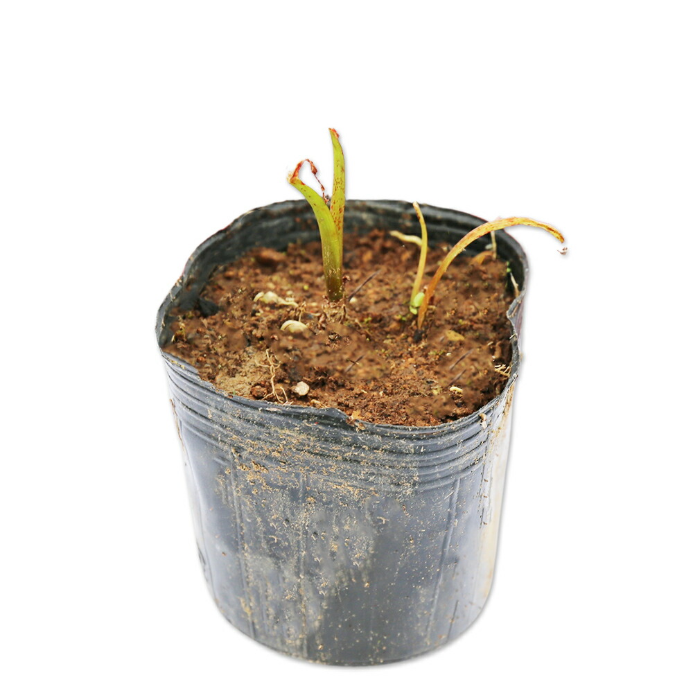 楽天市場】ゼフィランサス カリナタ（ピンク花） 9.0cmポット 苗