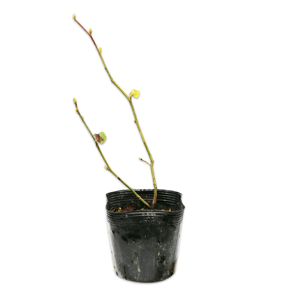 楽天市場】アオモジ 0.4m 10.5cmポット 苗 : トオヤマグリーン