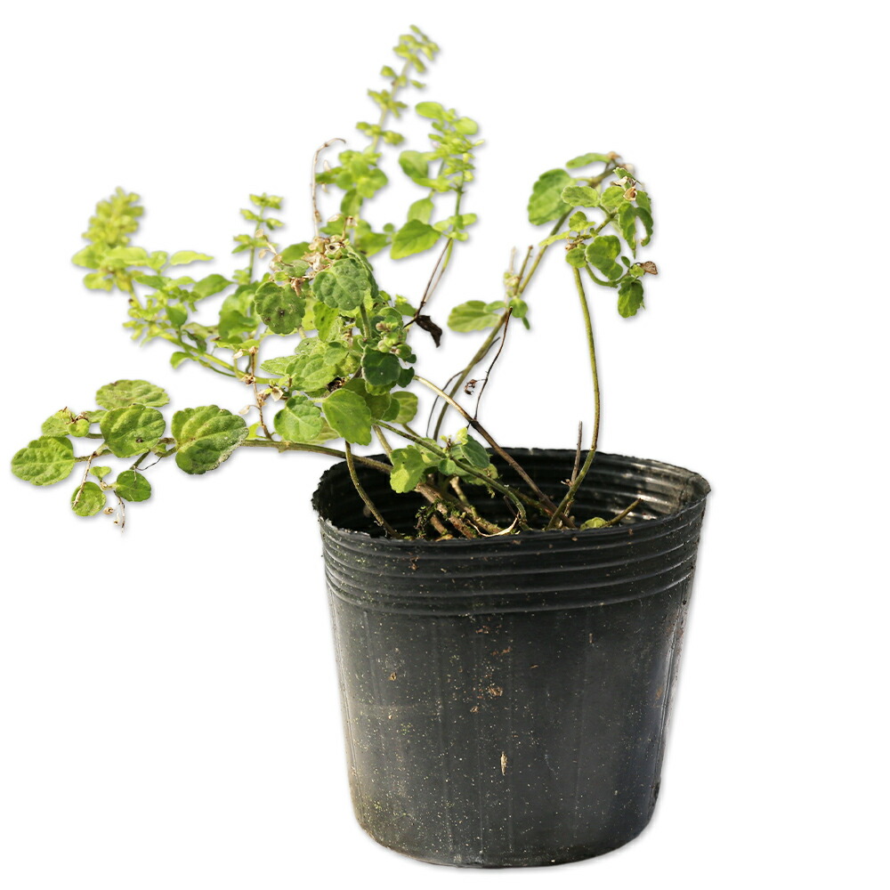 楽天市場】ハマナデシコ 10.5cmポット 苗 : トオヤマグリーン