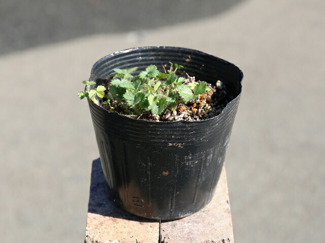 楽天市場】ツルコウジ 10.5cmポット 苗 : トオヤマグリーン