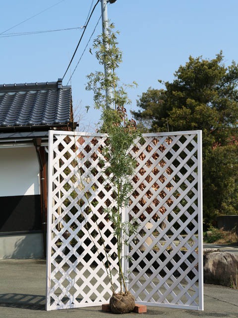 タケ ホウオウチク 2.3m 露地 苗木｜トオヤマグリーン