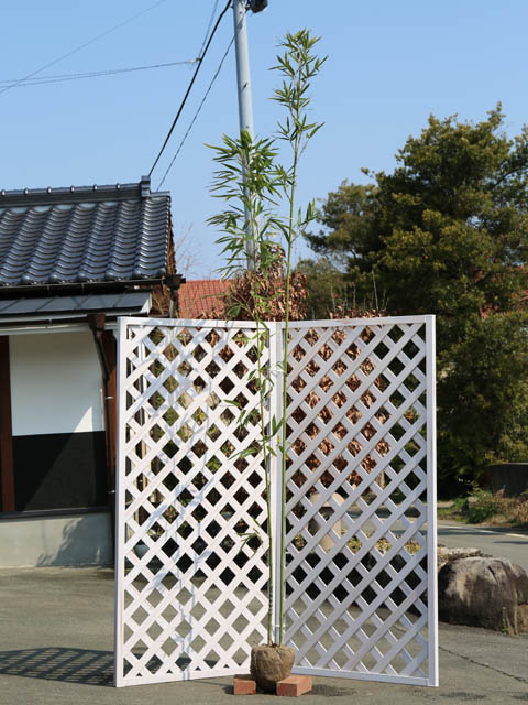 タケ ホテイチク 2.3m 露地 苗木｜トオヤマグリーン