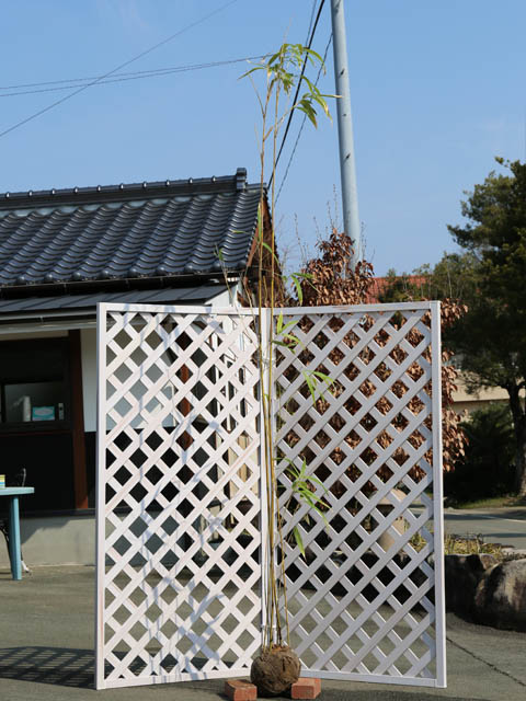 タケ ヤダケ 2.5m 露地 2本 苗木