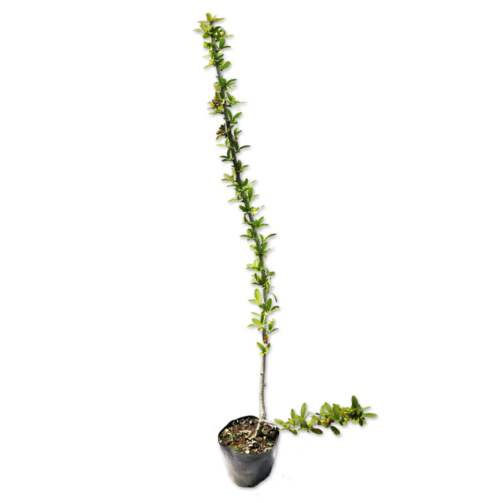 楽天市場】なんじゃもんじゃの木 （ ヒトツバタゴ ） 13.5cmポット苗