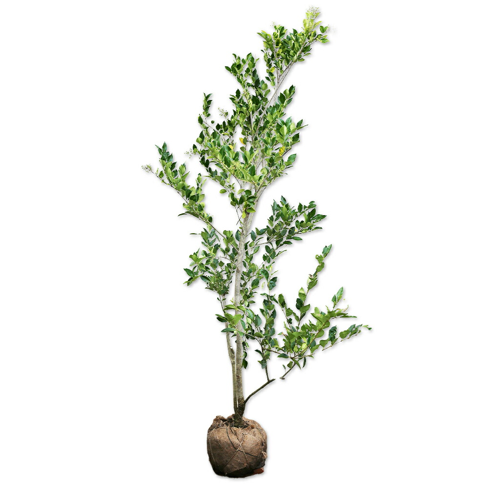 楽天市場】トウネズミモチ 斑入り 1m 露地 苗 : トオヤマグリーン