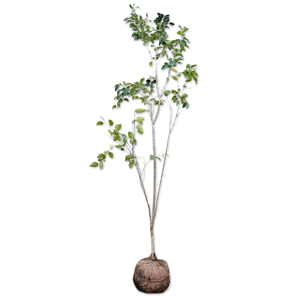 楽天市場】ネズミモチ 2.5m 露地 苗木 : トオヤマグリーン