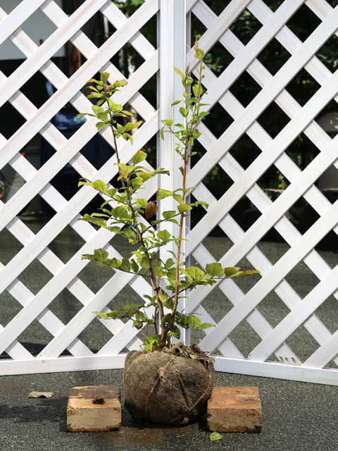 楽天市場】【不在置きOK限定販売価格】ナツハゼ（山採りもの）2.7m程度