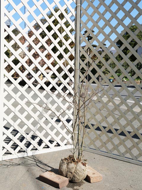 楽天市場】【不在置きOK限定販売価格】ナツハゼ（山採りもの）2.7m程度