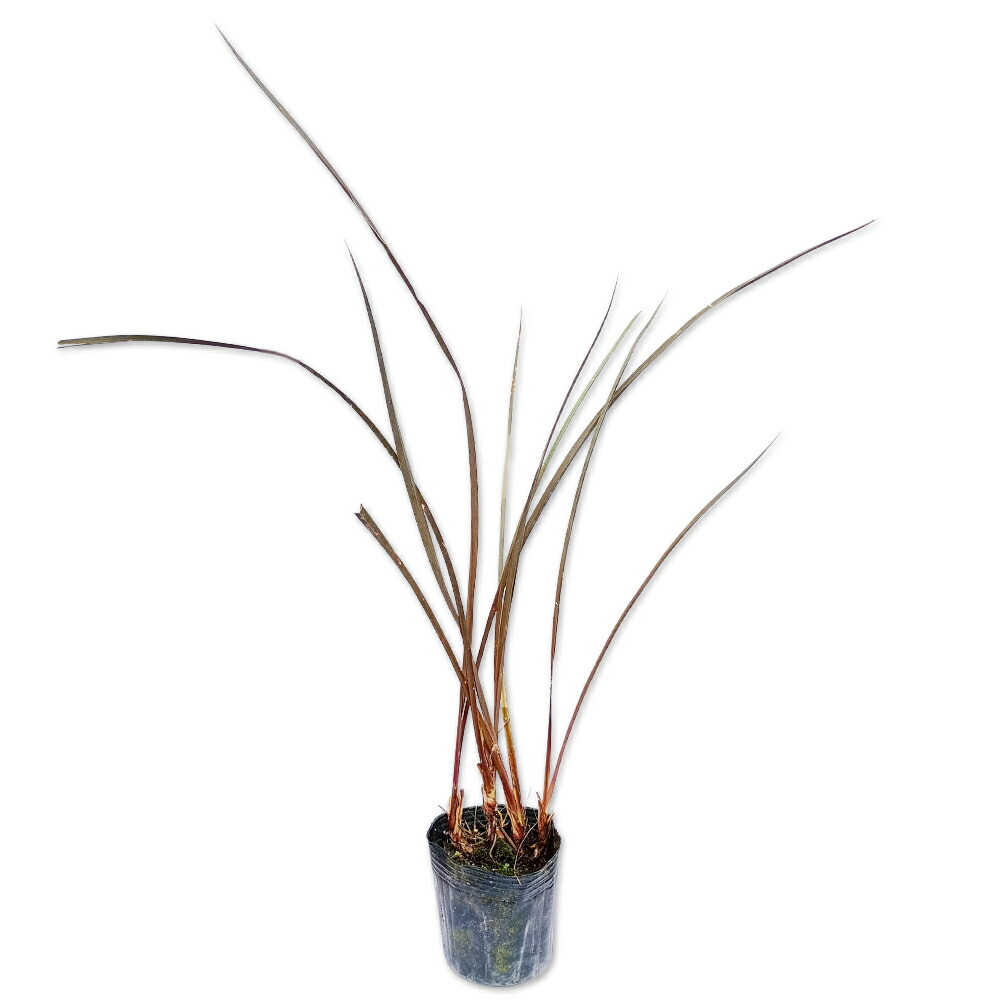 楽天市場】ニューサイラン 斑入り葉 ポット大苗 : 苗木部 by