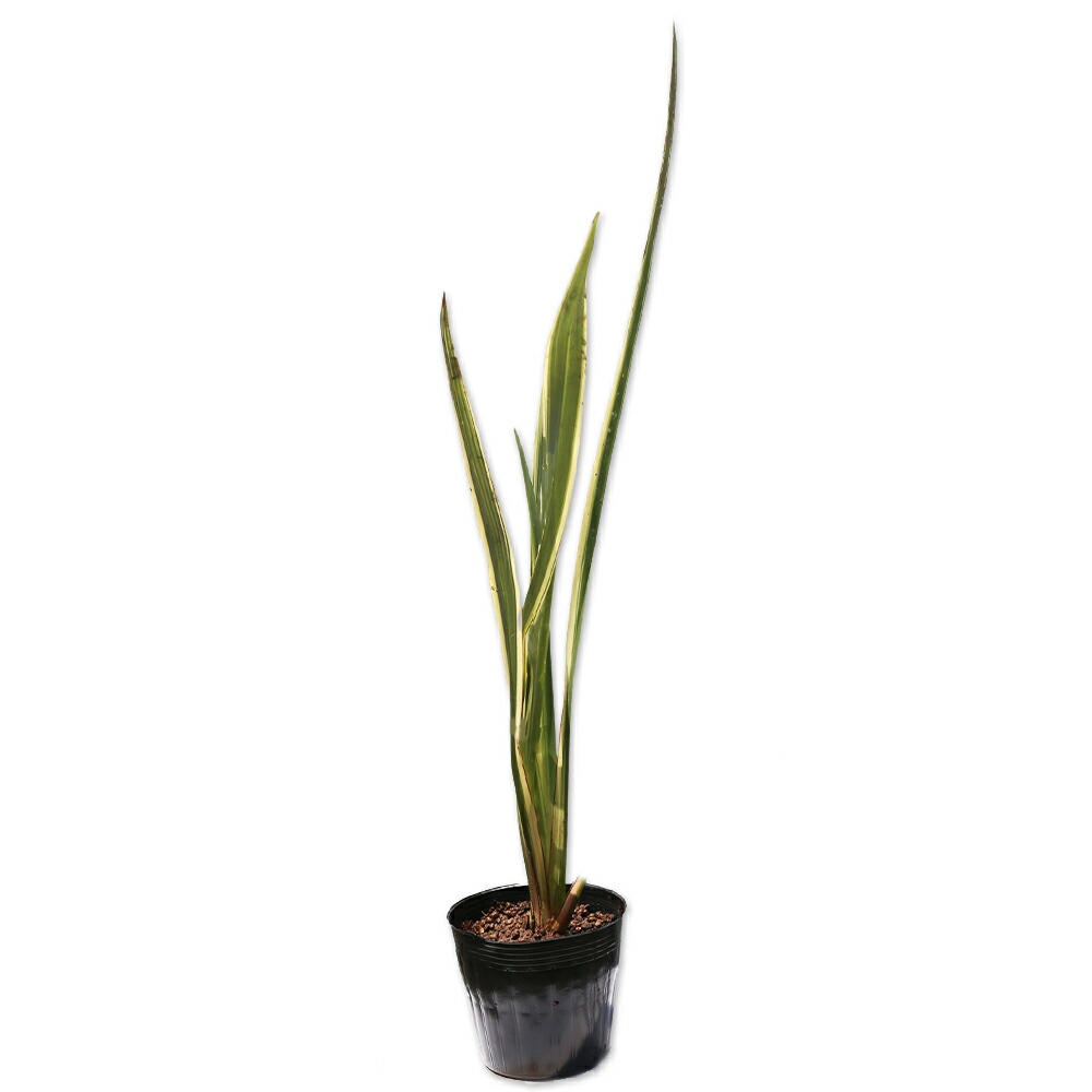 楽天市場】ニューサイラン銅葉 0.3m 12cmポット 苗 : トオヤマグリーン