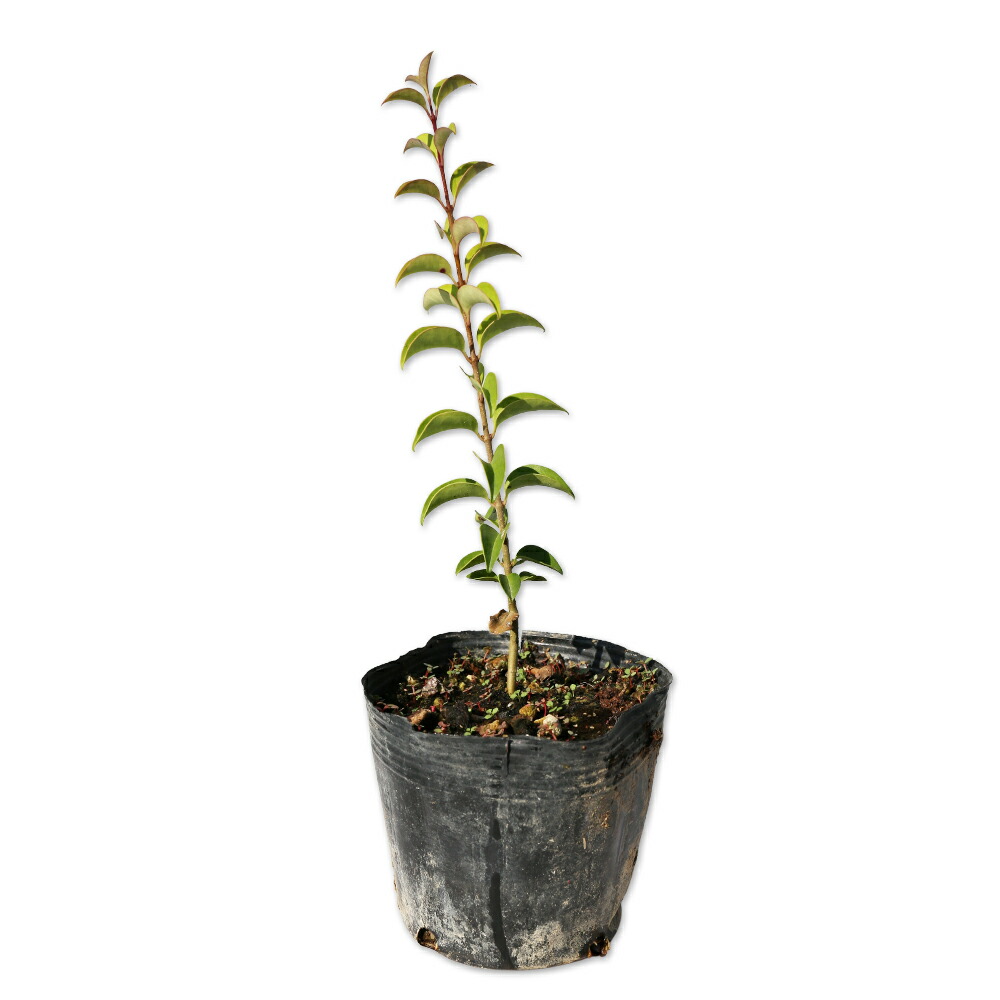 現品　ネズミモチ　山採り　1.3mほど　吹き流し ネズミモチ 苗木 販売 トオヤマグリーン