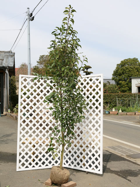 楽天市場】トウネズミモチ 斑入り 2m 露地 2本 苗木 : トオヤマグリーン