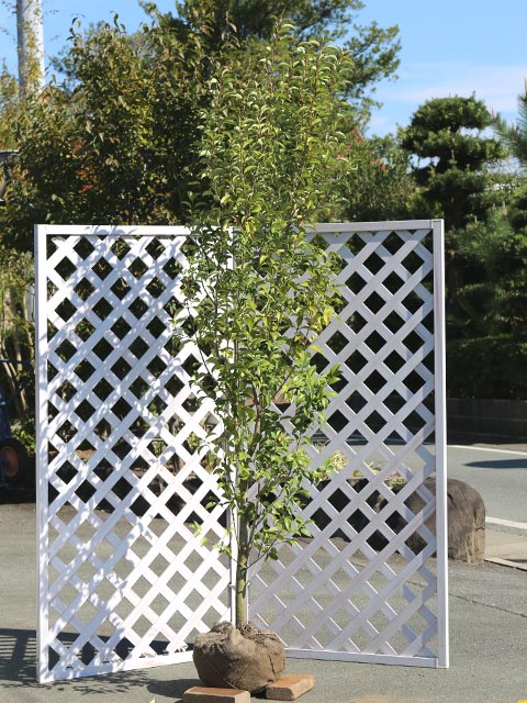 現品 良品 ネズミモチ 特大苗 2.2mほど 山採り 現品 良品 ネズミモチ