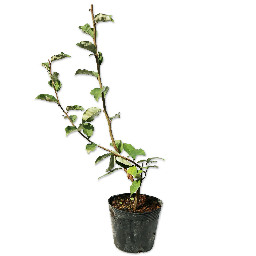 楽天市場】ナツグミ 1年生苗 : 苗木部 by 花ひろばオンライン