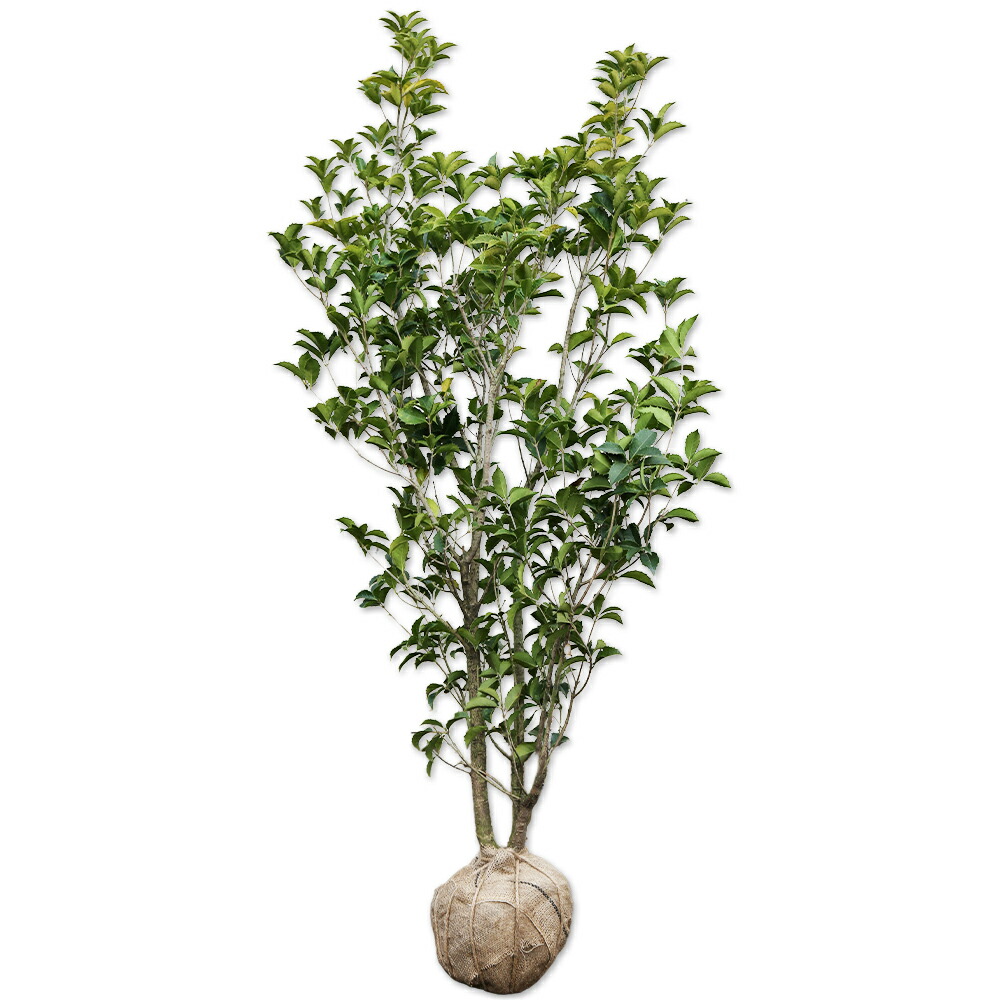 楽天市場】庭木・植木：一才ヒトツバタコ（なんじゃもんじゃの木