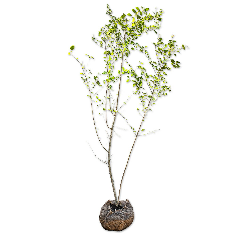 楽天市場】世界一重い木 リグナムバイダ（リグナムバイタ） 2号ポット