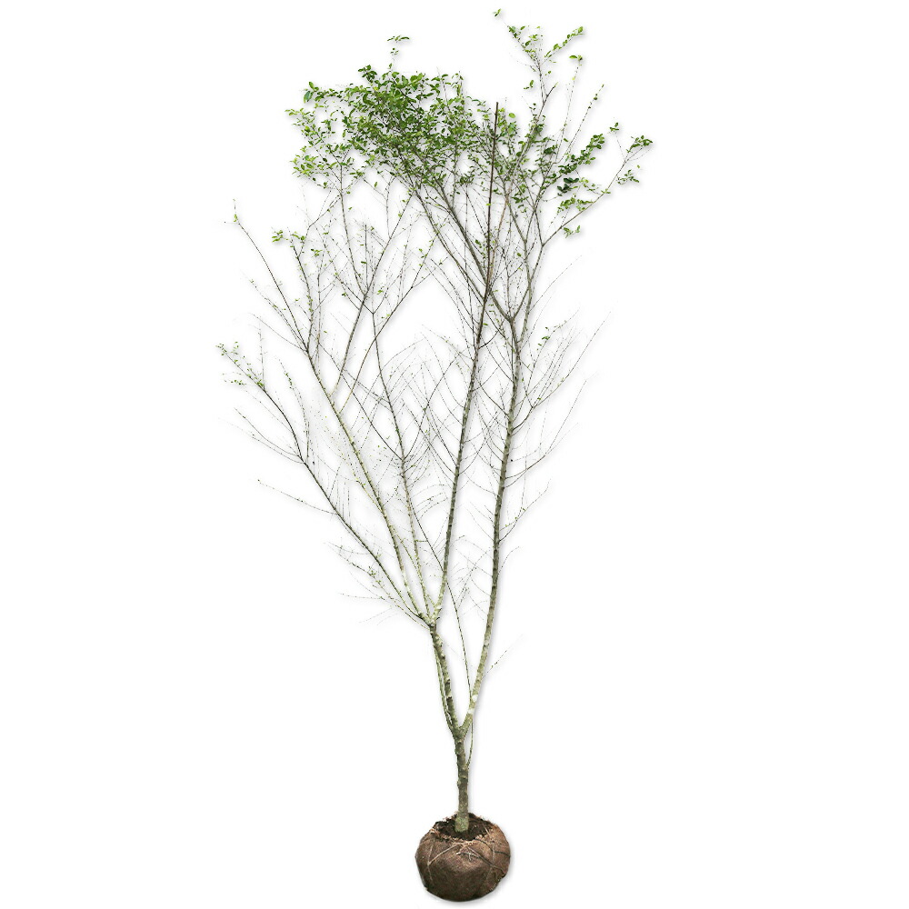 楽天市場】世界一重い木 リグナムバイダ（リグナムバイタ） 2号