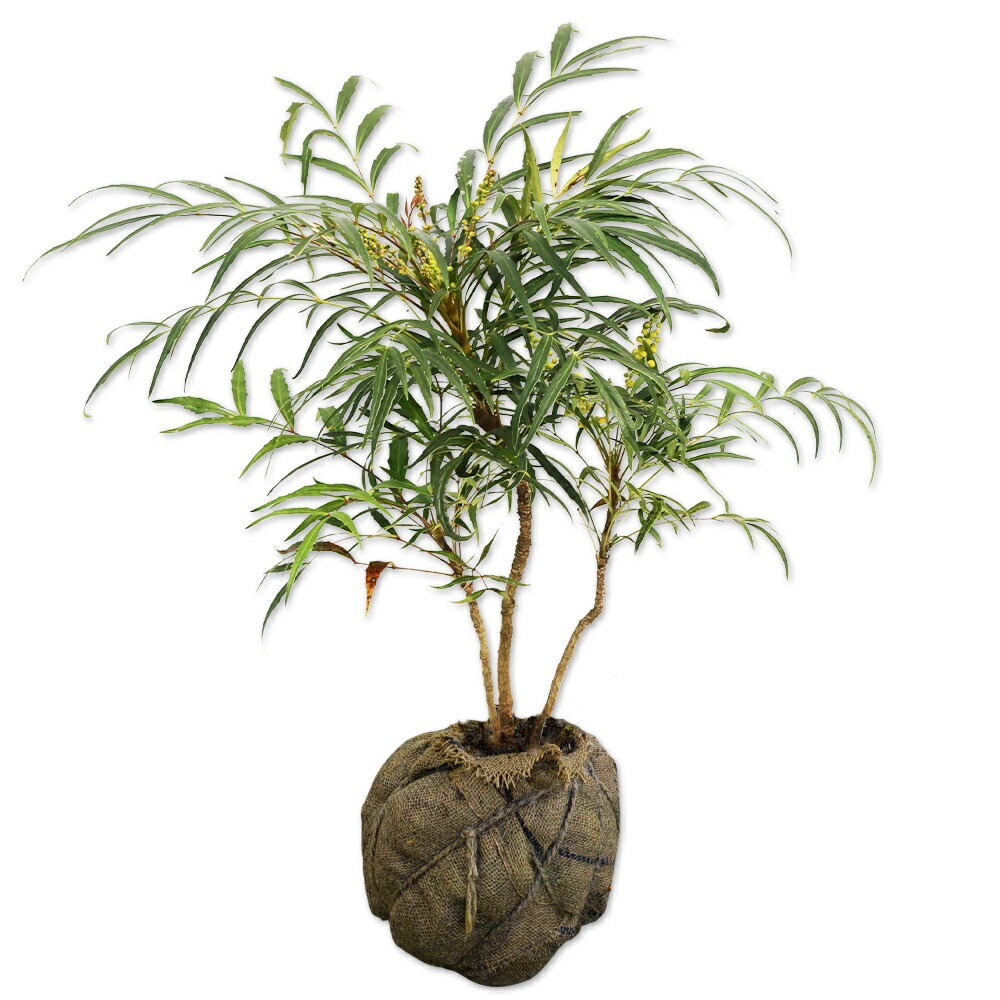 楽天市場】細葉ヒイラギナンテン 選抜コンフューサー 【青流】 5号