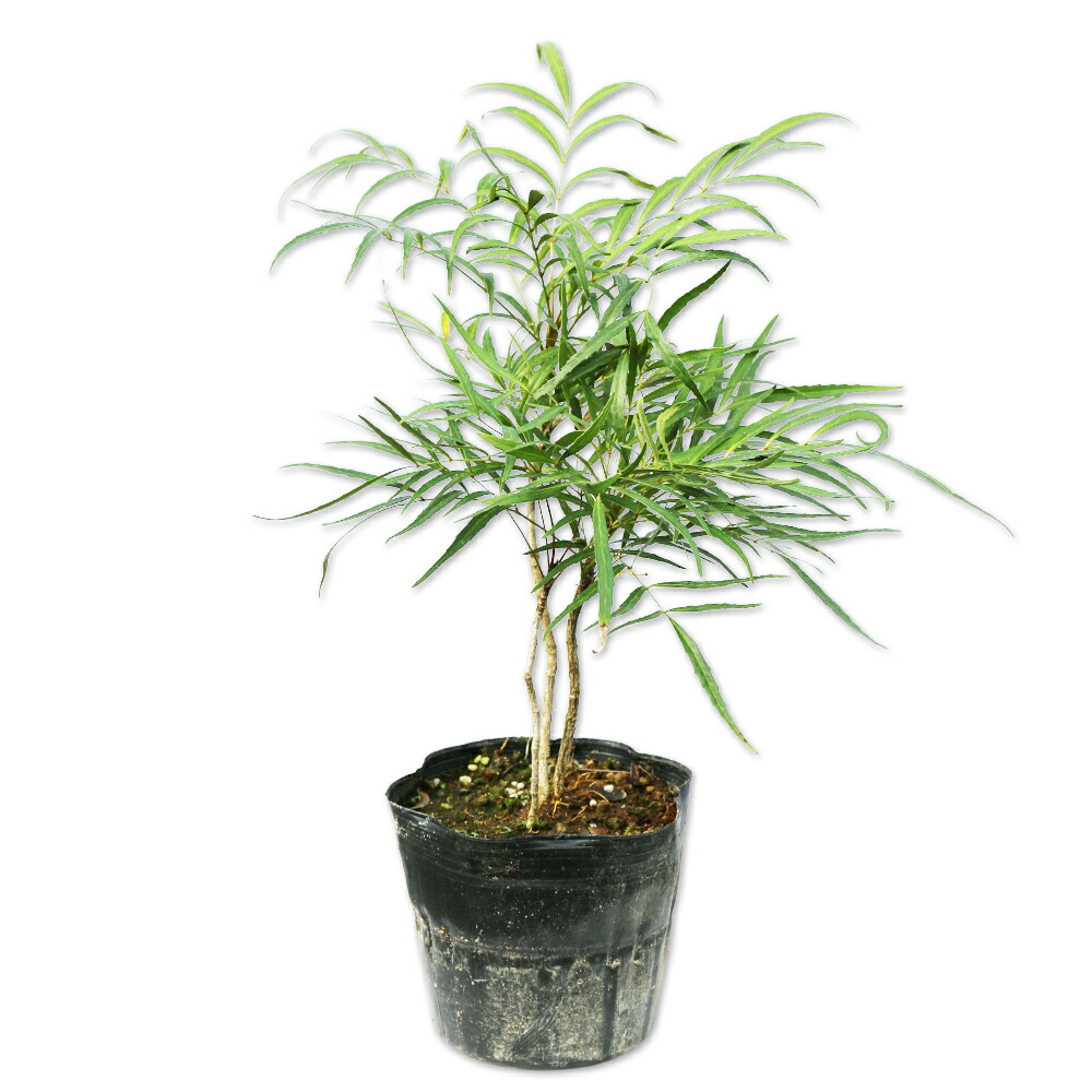 楽天市場】細葉ヒイラギナンテン 【コンフューサー】 8号ポット苗