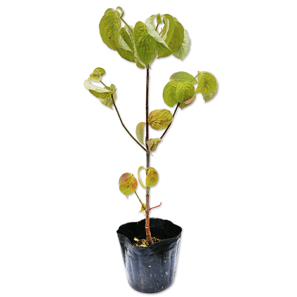 山採り　ヤマモミジ　ウワミズザクラ　混合株 ヤマボウシ 山採り | 八進緑産株式会社