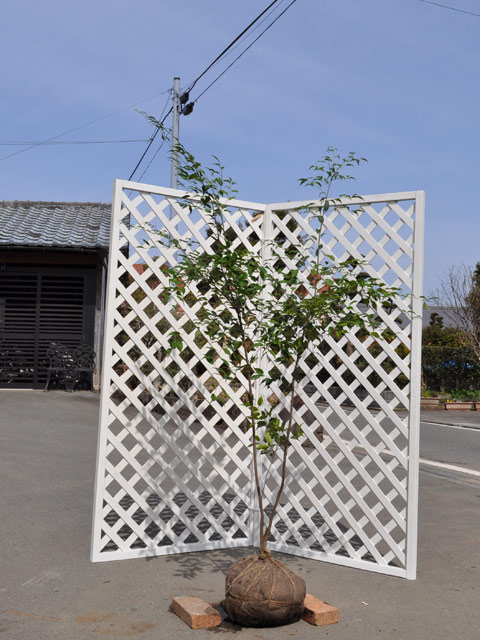 ※ハイノキ　70センチ※ imgrc0087058023.jpg