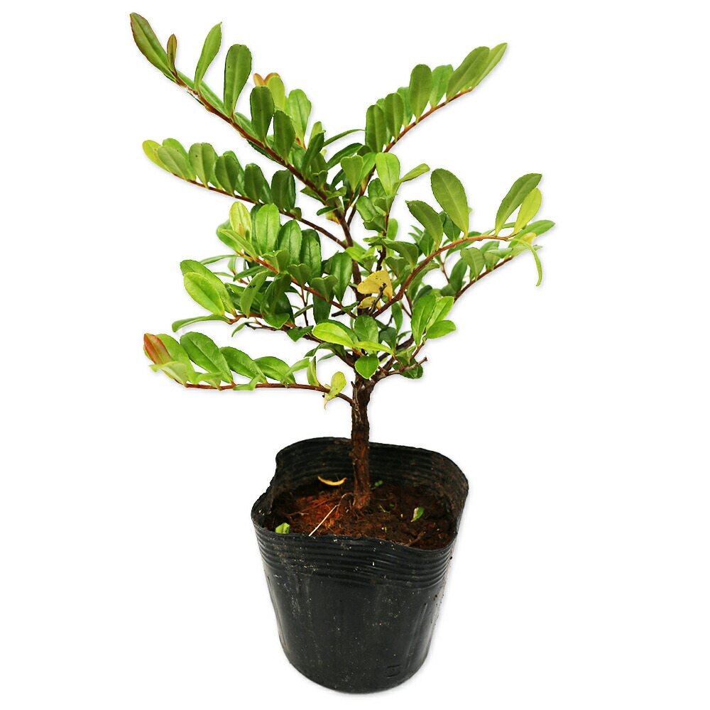 山採り　オトコヨウゾメ 楽天市場】オトコヨウゾメ 1.5m 露地 苗木 : トオヤマグリーン