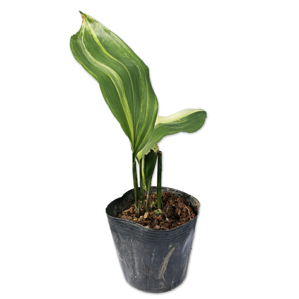 葉蘭　斑入り高級葉蘭5種 楽天市場】ハラン 斑入り 12cmポット 5本 苗 : トオヤマグリーン