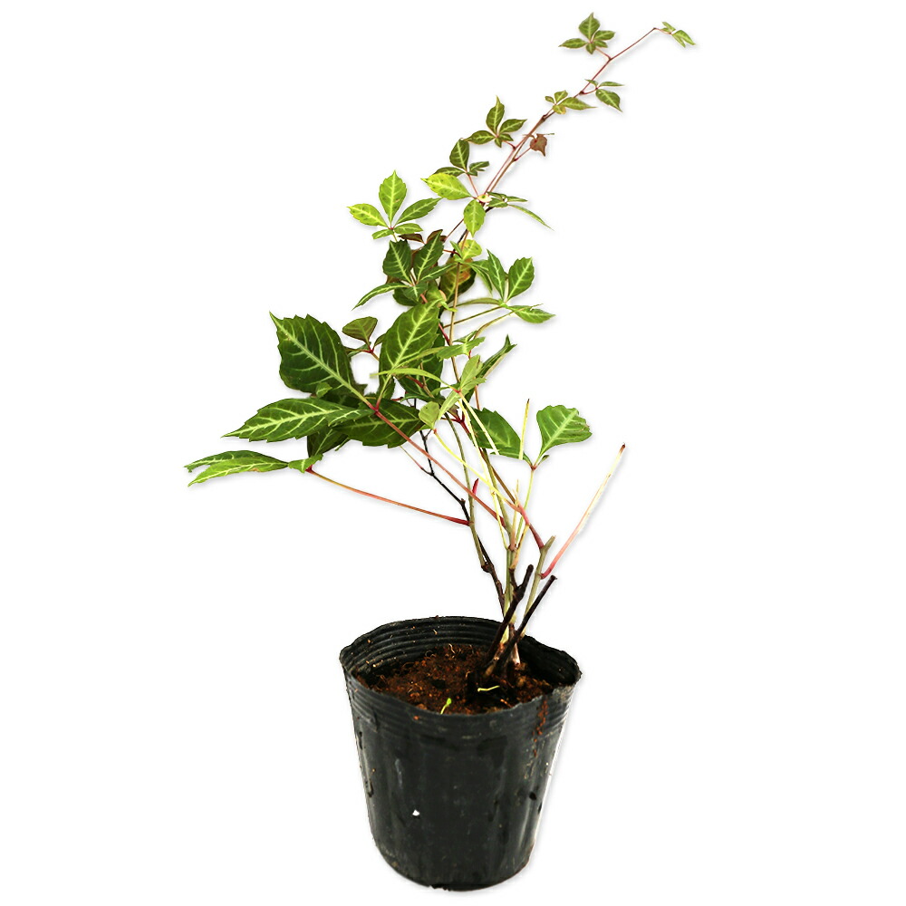 楽天市場】斑入り ヘンリーヅタ バリエガータ 2.5〜3号ポット苗