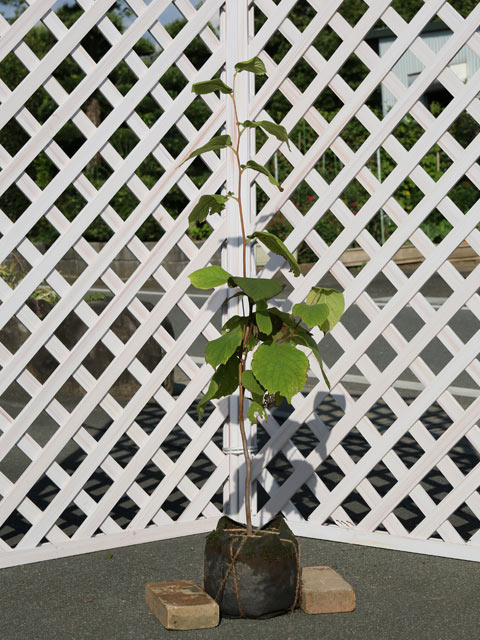 楽天市場】【現品】ハクウンボク(白雲木) 苗木 樹高1.6m E6017 : 千草園芸