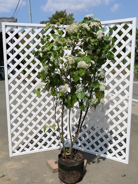 楽天市場】【現品】ハクウンボク(白雲木) 苗木 樹高1.6m E6017 : 千草園芸