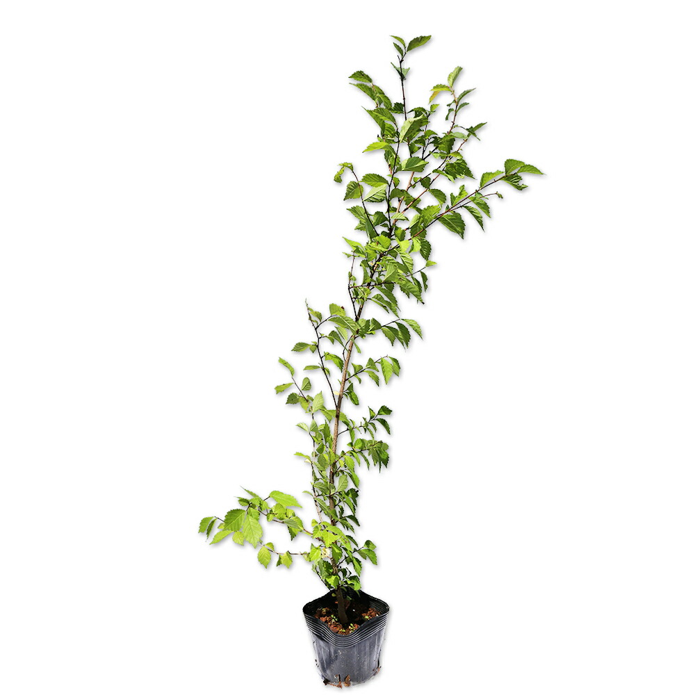 パンの木実生成功ポット苗超レア パンの木実生成功ポット苗超レア