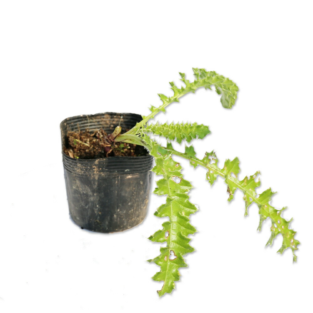 ナデシコ 苗」の人気商品一覧 | 安い商品を通販サイトから探す - 価格.com