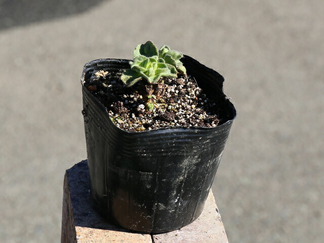 楽天市場】ハマナデシコ 10.5cmポット 苗 : トオヤマグリーン