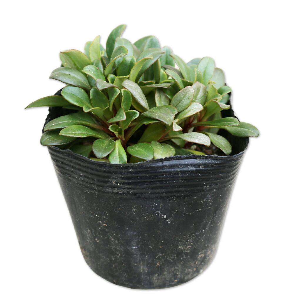 楽天市場】ハマナデシコ 10.5cmポット 苗 : トオヤマグリーン