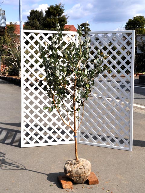 逸品。特大フェイジョア マンモス2.2M(鉢底から) 楽天市場】選べる品種フェイジョア アポロ・トライアンフ・マンモス