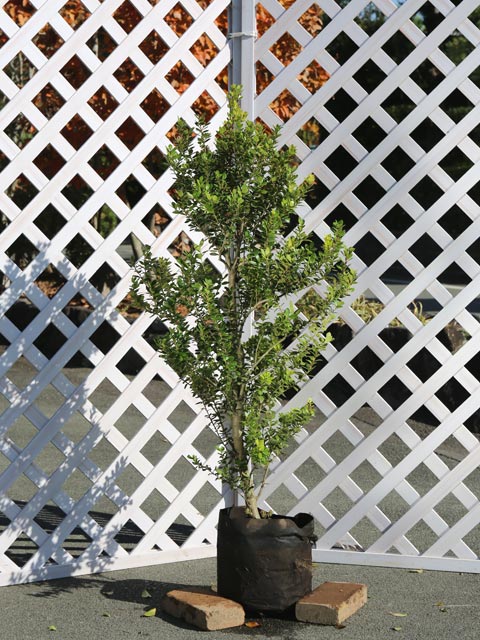 ‼️相木千栞‼️山取り枯木ヒイラギ 相木千栞様専用‼️山取り枯木ヒイラギ