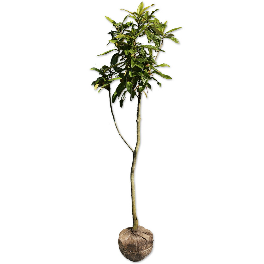 楽天市場】【現品】斑入り枇杷の木（フイリビワ） 苗木(接木苗) 樹高