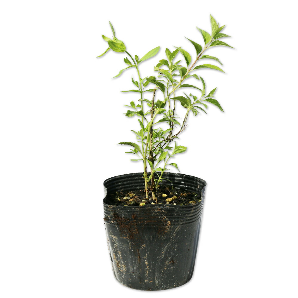 ヒメウツギ赤花 0.1m 10.5cmポット 25本 苗 11,550円