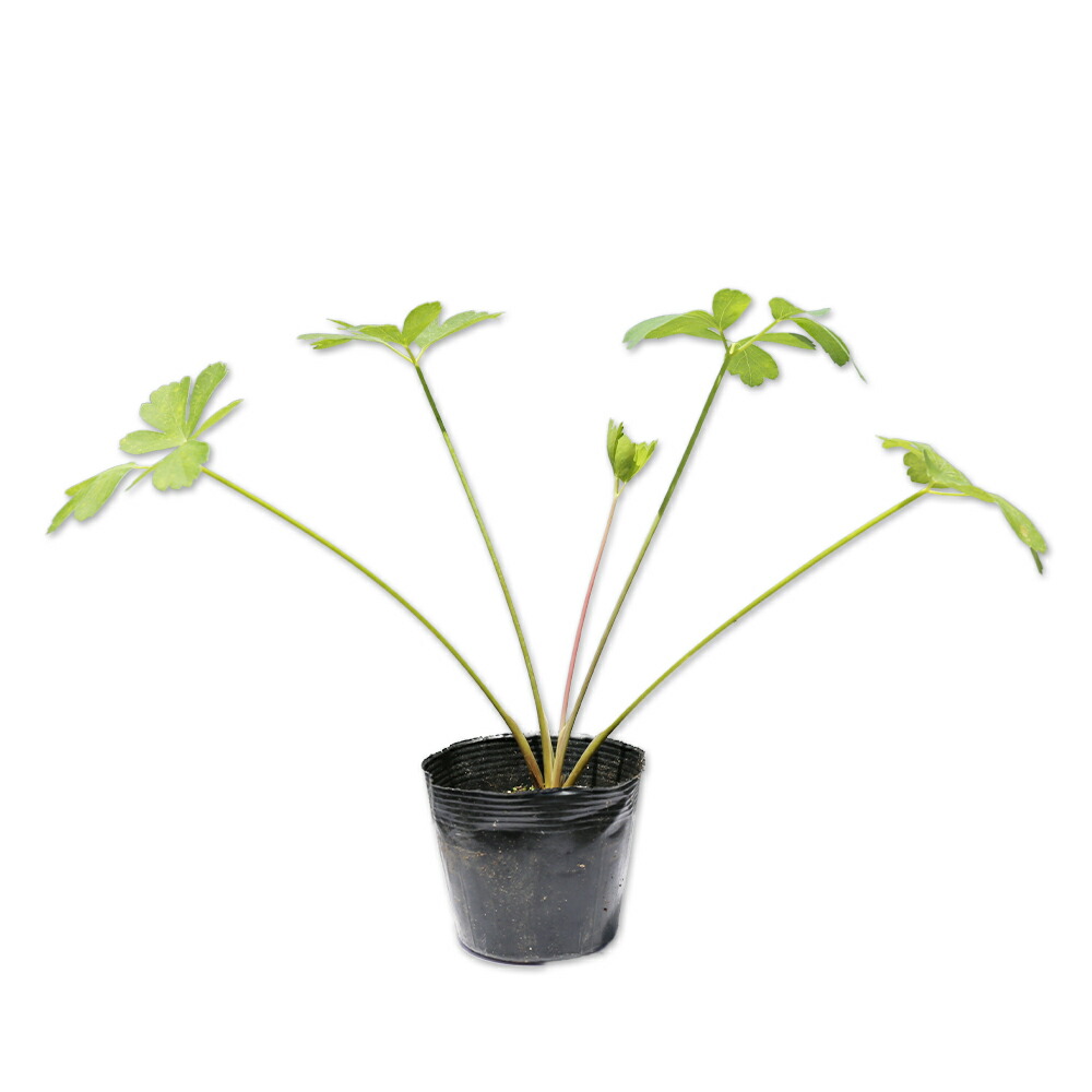 長命草 サクナ ボタンボウフ 種約1000粒です 『長命草⁄ボタンボウフウ⁄サクナ の種 1000粒』資生堂も